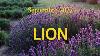 Lion Septembre 2022 Tout A Chang